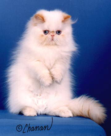 A Flame Point Himalayan