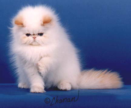 A Flame Point Himalayan