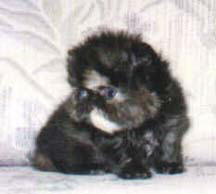 A Tortoiseshell Persian CPC