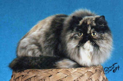 A Tortoiseshell Persian CPC