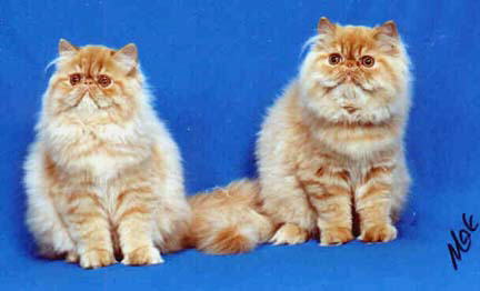 2 Red Persian Females