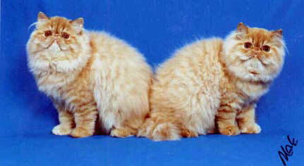 2 Red Persian Females