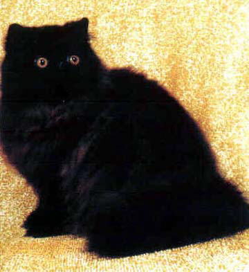 Beautiful Black Persian Cat