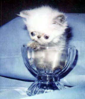 cute little kitten in a cup