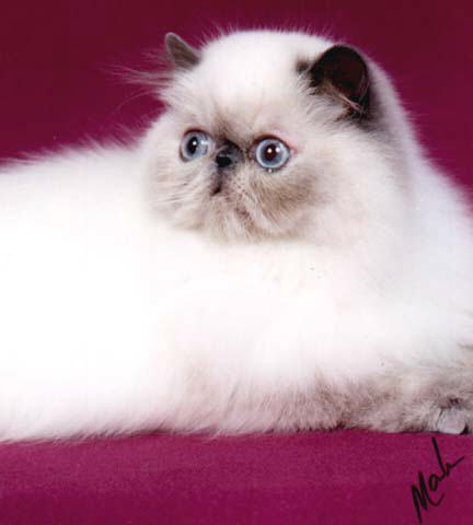 Beautiful Blue Cream Point Himalayan