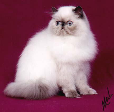 Blue Cream Point Himalayan, on a pink background