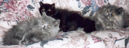 Blue, Blue Cream, Black Persians