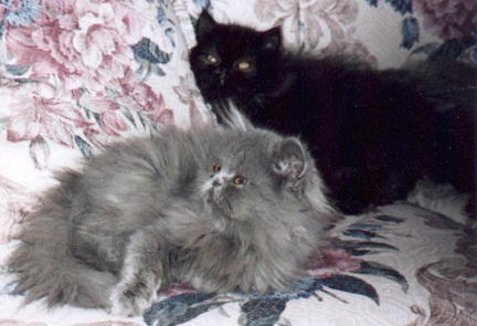 Blue, Black Persians