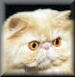 Katsation's Mellow Yellow, Cream Persian CPC Male