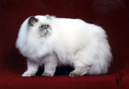 Blue Point Himalayan