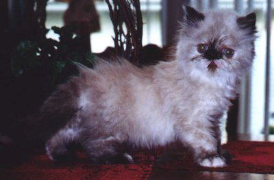 Tortie Point
