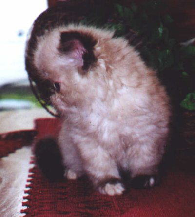 Tortie Point