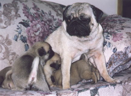 Fawn Colored Pugs