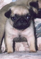 Fawn Colored Pug Puppy