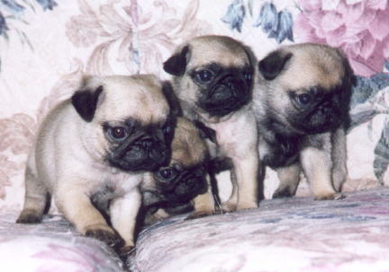 Fawn Colored Pug Puppies