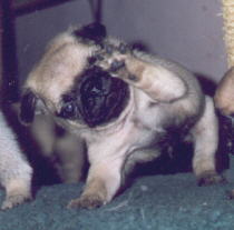 Fawn Colored Pug Puppy waving