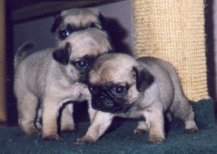 Fawn Colored Pug Puppies