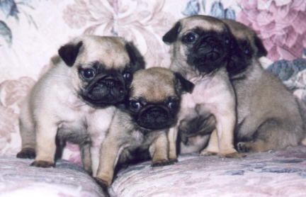 Fawn Colored Pug Puppies