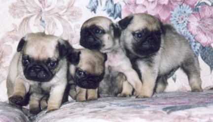 Fawn Colored Pug Puppies