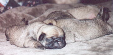 Fawn Colored Pug Puppies