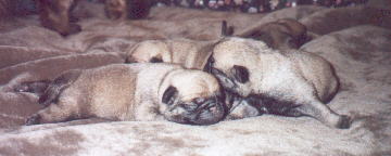 Fawn Colored Pug Puppies