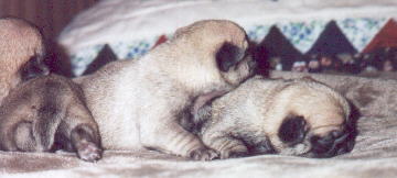 Fawn Colored Pug Puppies