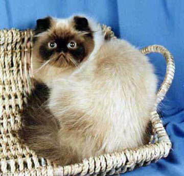 Beautiful Seal Point Himalayan