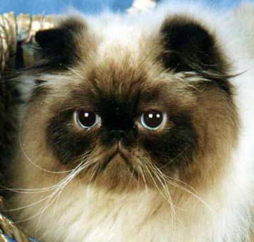 Beautiful Seal Point Himalayan