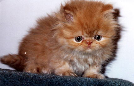 red persian male kitten