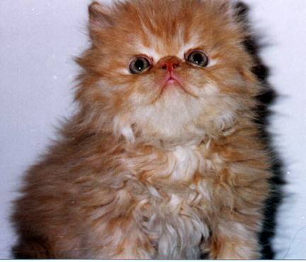 red persian male kitten