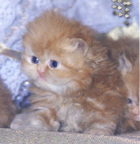 cute red persian CPC male kittens