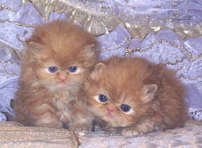 cute red persian CPC male kittens