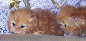 cute red persian CPC male kittens