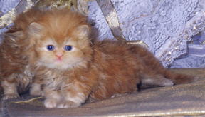 cute red persian CPC male kittens