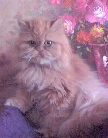 Beautiful Red Persian