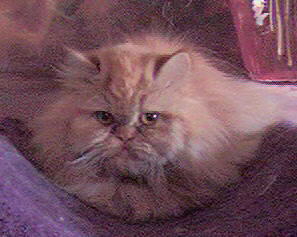 Beautiful Red Persian