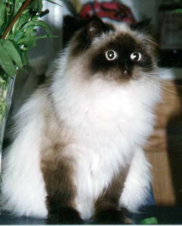 Seal Point Cat on a table