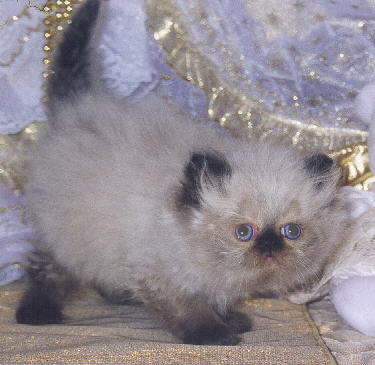 cute seal male kitten