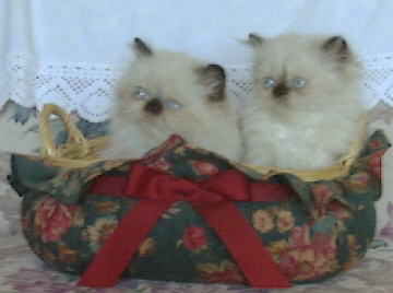 Seal Point Himalayan Kittens in a basket