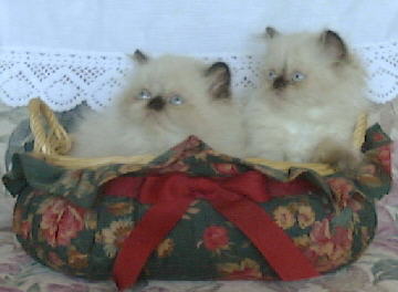 Seal Point Himalayan Kittens in a basket