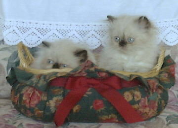 Seal Point Himalayan Kittens in a basket