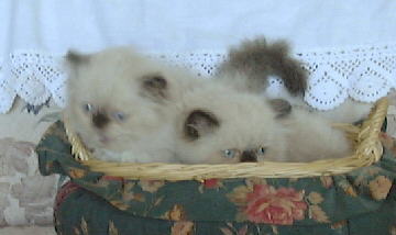 Seal Point Himalayan Kittens in a basket