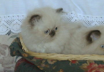 Seal Point Himalayan Kittens in a basket