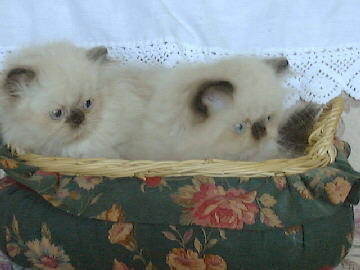 Seal Point Himalayan Kittens in a basket