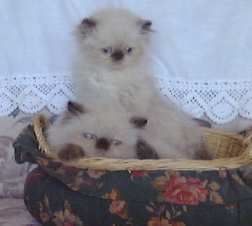 Seal Point Himalayan Kittens in a basket