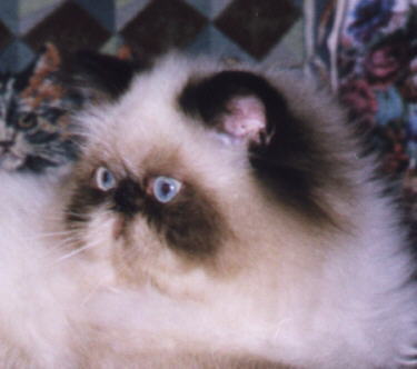 Beautiful Seal Point Himalayan