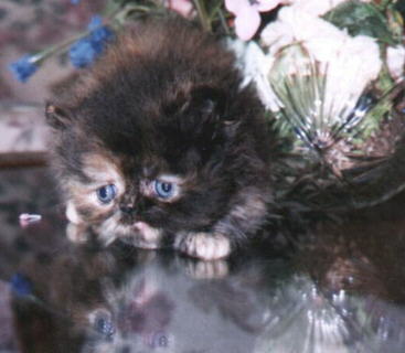 Tortoiseshell Persian Female