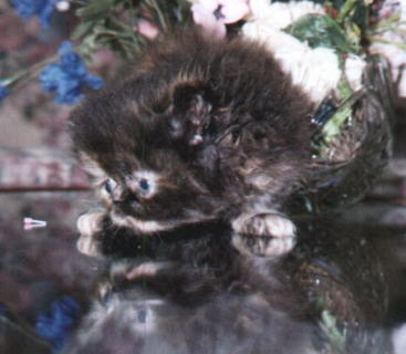 Tortoiseshell Persian Female