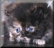 Tortie Female Persian