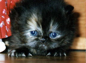 Tortie Persian Kitten